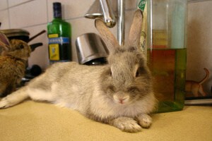 pet-rabbit-on-kitchen-counter-by-nivs
