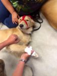 bandaged-dog