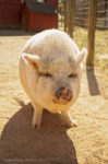 Hay_Day_sm034