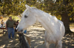 Hay_Day_sm049
