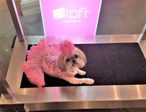 Sparkles Diva at Staff at The Aloft Hotel Downtown New Orleans with Sparkles