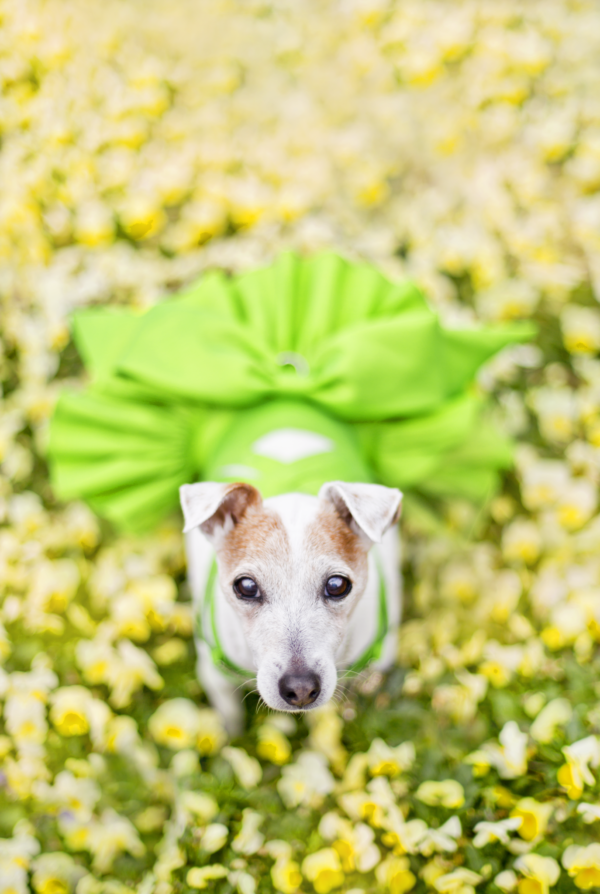 Jack Russell Terrier