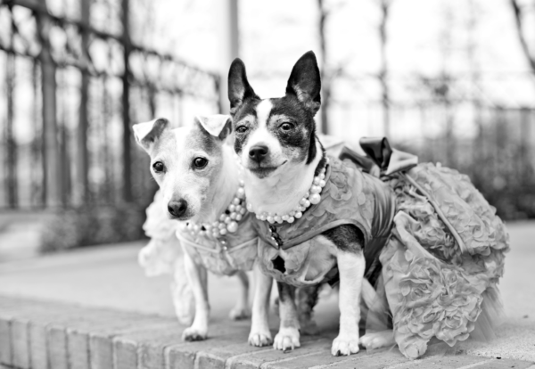 Jack Russell Terrier and Rat Terrier