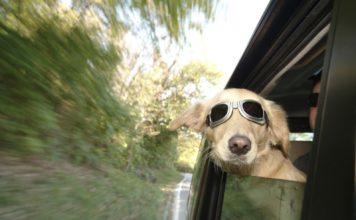 road trip with your dog