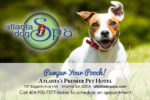 Atlanta Dog Spa web