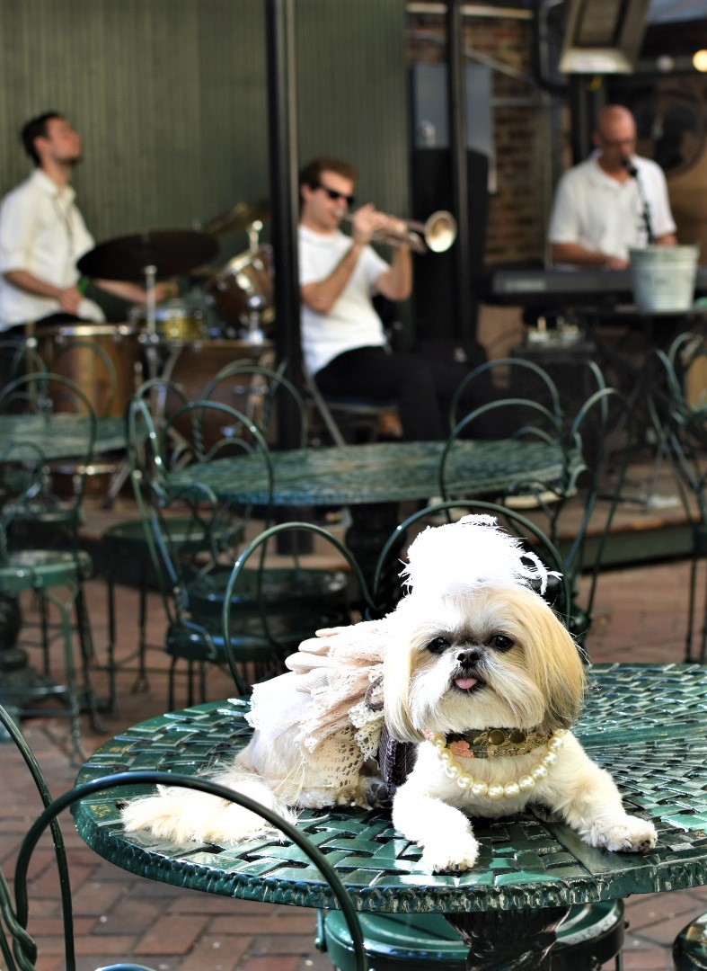 Sparkles Diva in New Orleans 