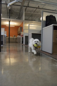 Linus has plenty of room to play ball at the B2B offices.