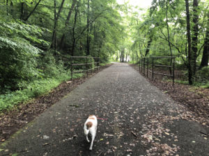 Paces Mill Park and West Palisades Trail: If you’re looking for fall foliage close to home, pack up your pup and hit the West Palisades Trail.