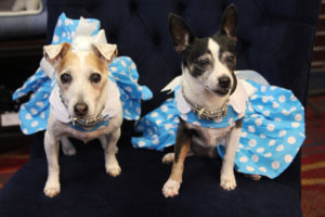 Lucy and Holly in dresses from Top Dogs Boutique, and rhinestone collars from Pooch N Paws. Kathi Welch