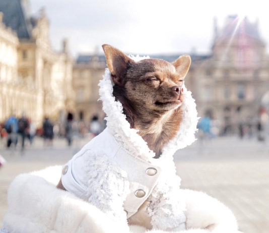 While not every dog needs a coat, some breeds appreciate donning an extra layer when the temperature drops. Coat by Mister Migs