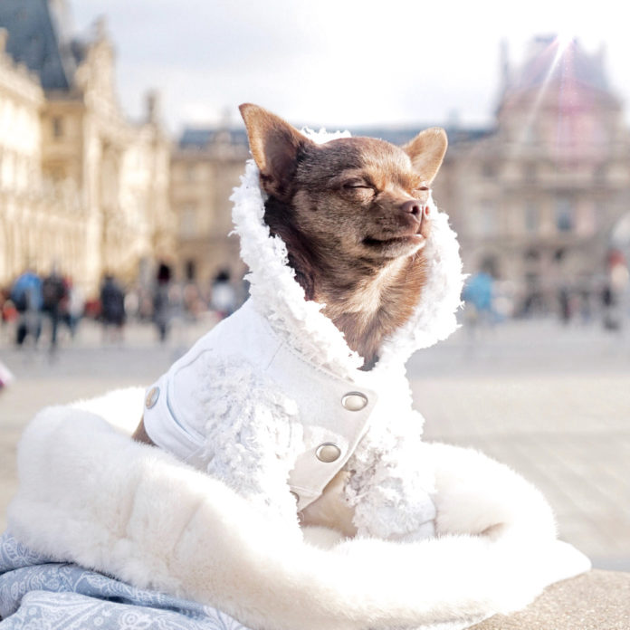 While not every dog needs a coat, some breeds appreciate donning an extra layer when the temperature drops. Coat by Mister Migs