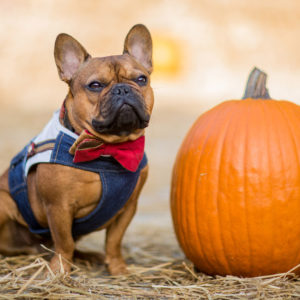 alk your pup in style with Mister Migs’ tailored denim, leather and plaid walking vest. Mister Migs