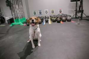 After all the indulgence of the holiday season, hit the gym with your pup at CrossFit 404.