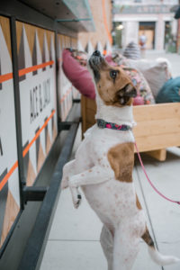 Ryan’s nose leads her to the selection of treats at Ace & Jack at Ponce City Market.