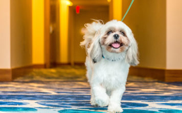 A pampered pup explores a hallway in Grand Hyatt Baha Mar in the Bahamas.