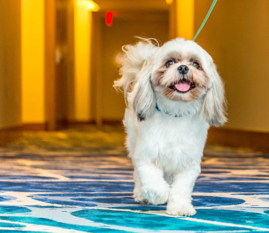 A pampered pup explores a hallway in Grand Hyatt Baha Mar in the Bahamas.