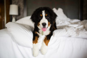 Loews Atlanta Hotel offers special pet beds, but they don’t mind if your four-legged traveler is happier in bed with you.