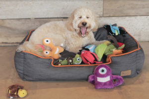 The office stocks plenty of toys to keep canine guests like Molly entertained.