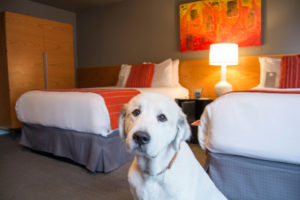 Provenance Hotels in Portland, Oregon have creative amenities for your pet.