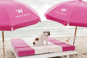 W South Beach lets your dog experience the sand and surf.