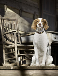 There are plenty of wide open spaces at Barnsley Resort. A canine guest sits on one of Barnsley Resort’s rustic porches.