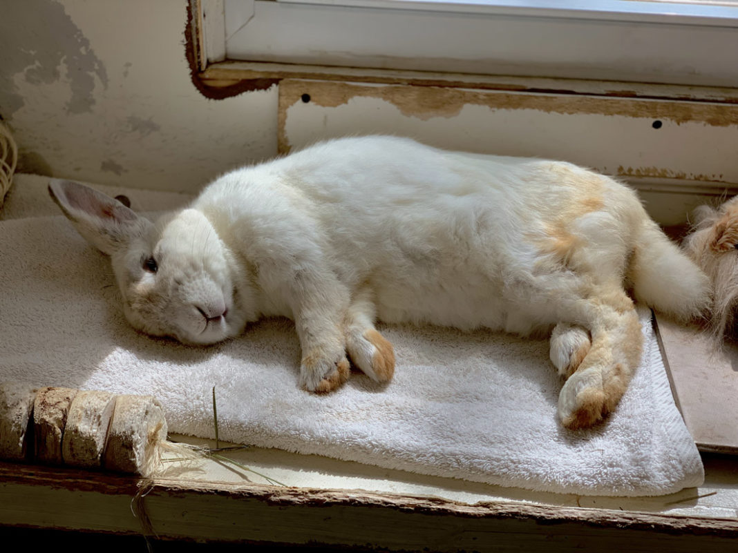 Bunny Buddies Atlanta Pet Life