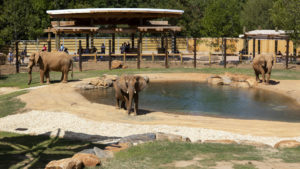The African Savanna has larger spaces for the elephants, above, and the meerkat complex.
