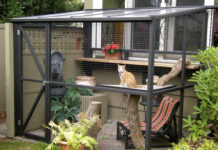 Should cats be indoors or outdoors?