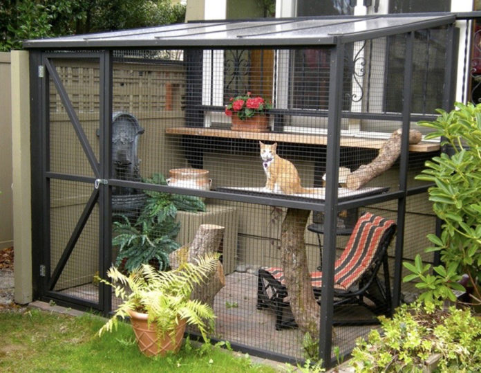 Should cats be indoors or outdoors?