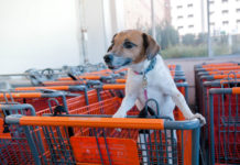 Home Depot is a great place for pooches and their owners to tackle spring projects together.