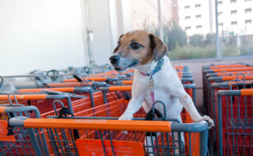 Home Depot is a great place for pooches and their owners to tackle spring projects together.