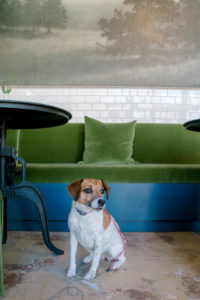 Ryan waits patiently to greet her friend and Sheep & Meadow guard dog, Stella.