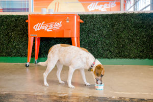 Wag-a-lot Upper Westside treats all dogs like family, including giving them the most delightful treats like this coconut cream pup cup.