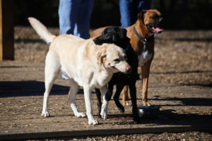 Woofstock Park is near Woodstock’s trail system, so dog owners can take their leashed pets on a walk to a nearby brewery or restaurant after playing in the park.