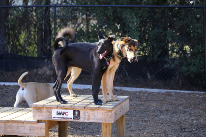 Woofstock GA Dog Park King of the Hill