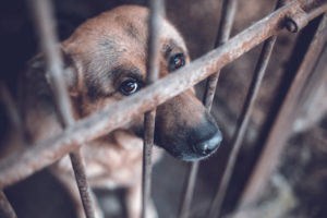 Protect Animal Cruelty and Torture Act